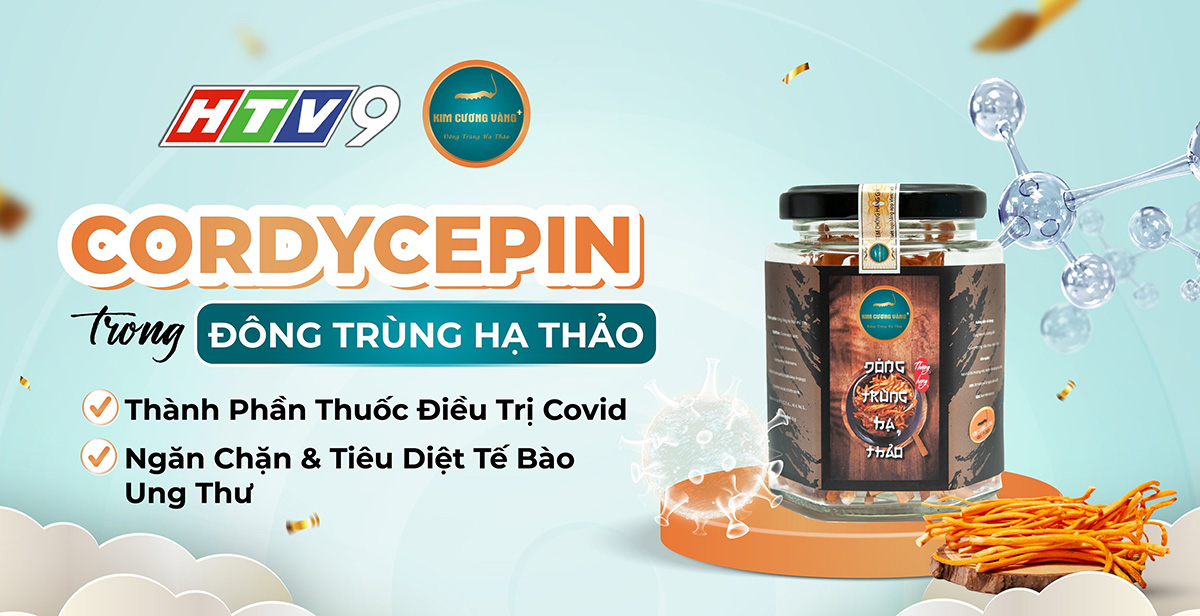 Đông Trùng Hạ Thảo KCV