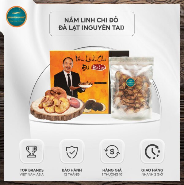 Nấm linh chi non đà lạt Kim Cương Vàng loại nguyên tai